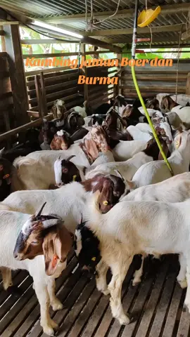 #kambing #deepavali2025