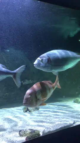 Oh no 😢😭🤯 #spearfishing #pescasub #aziz_spearfishing #pesca #pescasubmarina #chassesousmarine #spearfishing_reviews #spearfishing_international #marseile #fishinglife #spearfishing_worldwide 