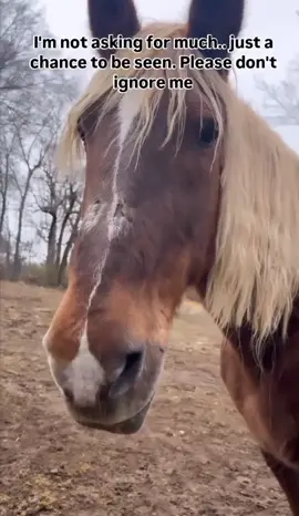 please help me #uktiktok #horselovers #SecondChances #usatiktok #horsesofinstagram 
