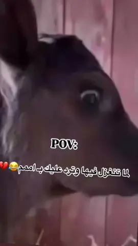 #اكسبلورexplore #اكسبلور #مشاهدات اممممممم😂❤️