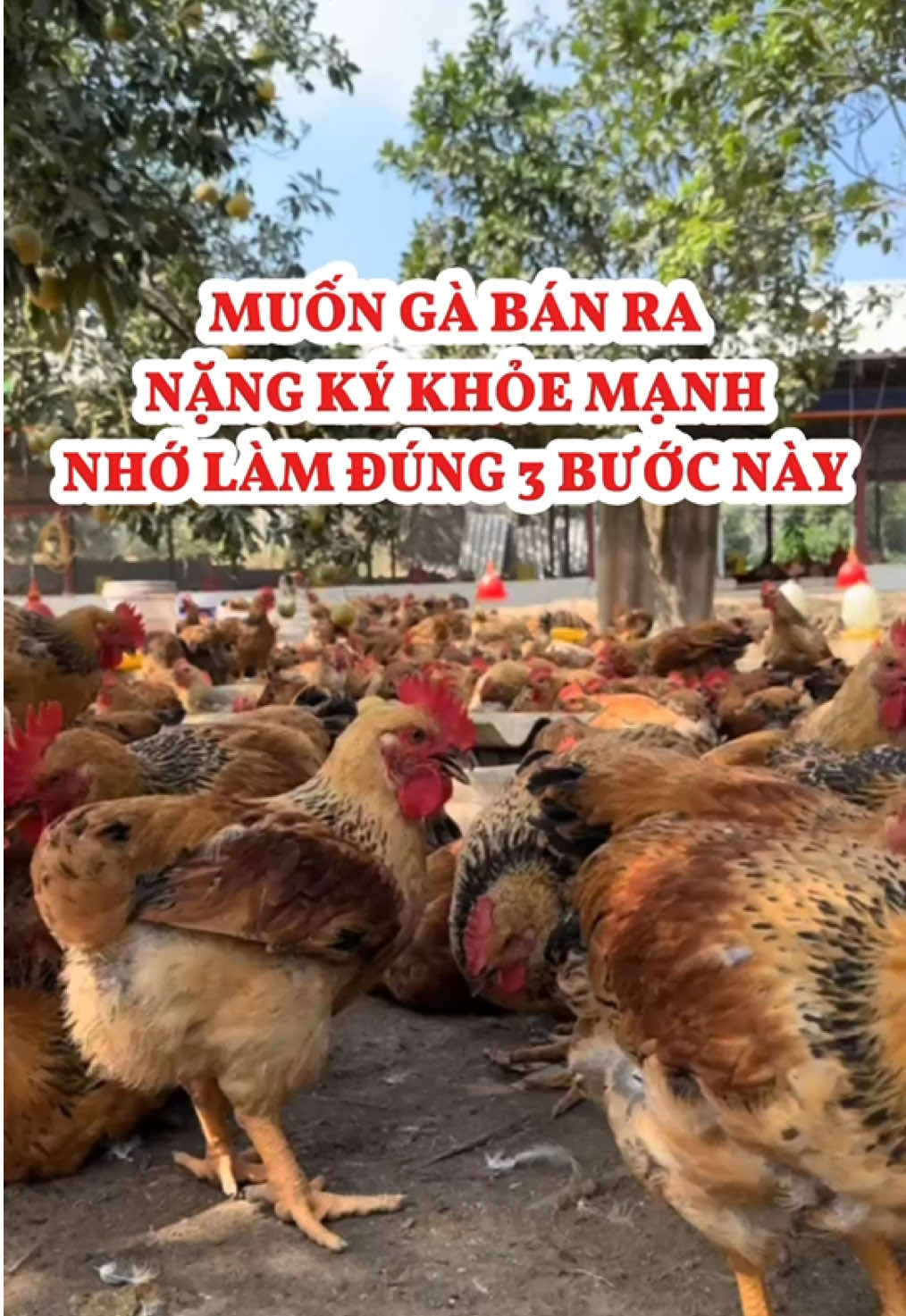 Làm đúng những bước này để gà bán ra không bị lỗ nhé bà con #pharmavet #bioprotect #chănnuôi #kinhnghiemchannuoi #channuoiga 