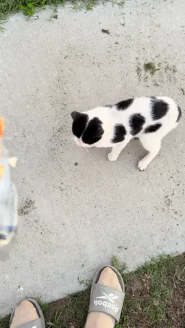 Dog wanna be on camera so bad 😂He always do that.