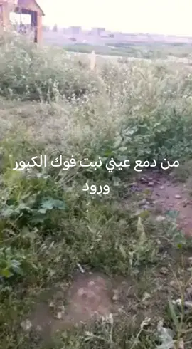 #مضايف_اهلنا_ابومعمر #بغداد_بصرة_موصل_الكويت_الخليج_دبيالعراق #اكسبلور 