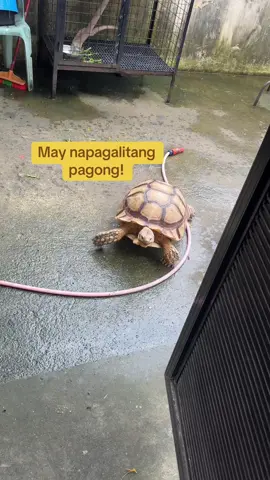 Pasaway na pagong. #exoticpets #sulcatatortoise #trending #reptile #animalsoftiktok 