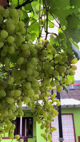 Yukk bismillah berbuah lagii pohon anggur depan rumah🥺
