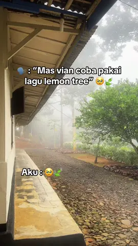 Sesuai request pakai lagu lemon tree 🥹🍃 gimana menurut kalian? 🍃#fyp #lightzshot 