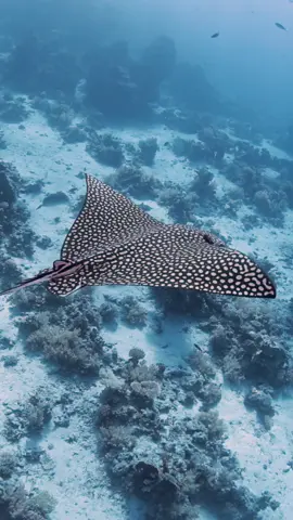 This is your sign to go scuba diving in Egypt!  These are just some of the amazing wildlife encounters we’ve had so far 🥰 #scubadiving #redsea #egypt #underwaterphotography #ocean 