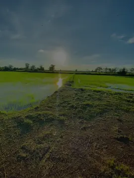 🌅🌾#วิวบ้านนอก🍃#fyp  