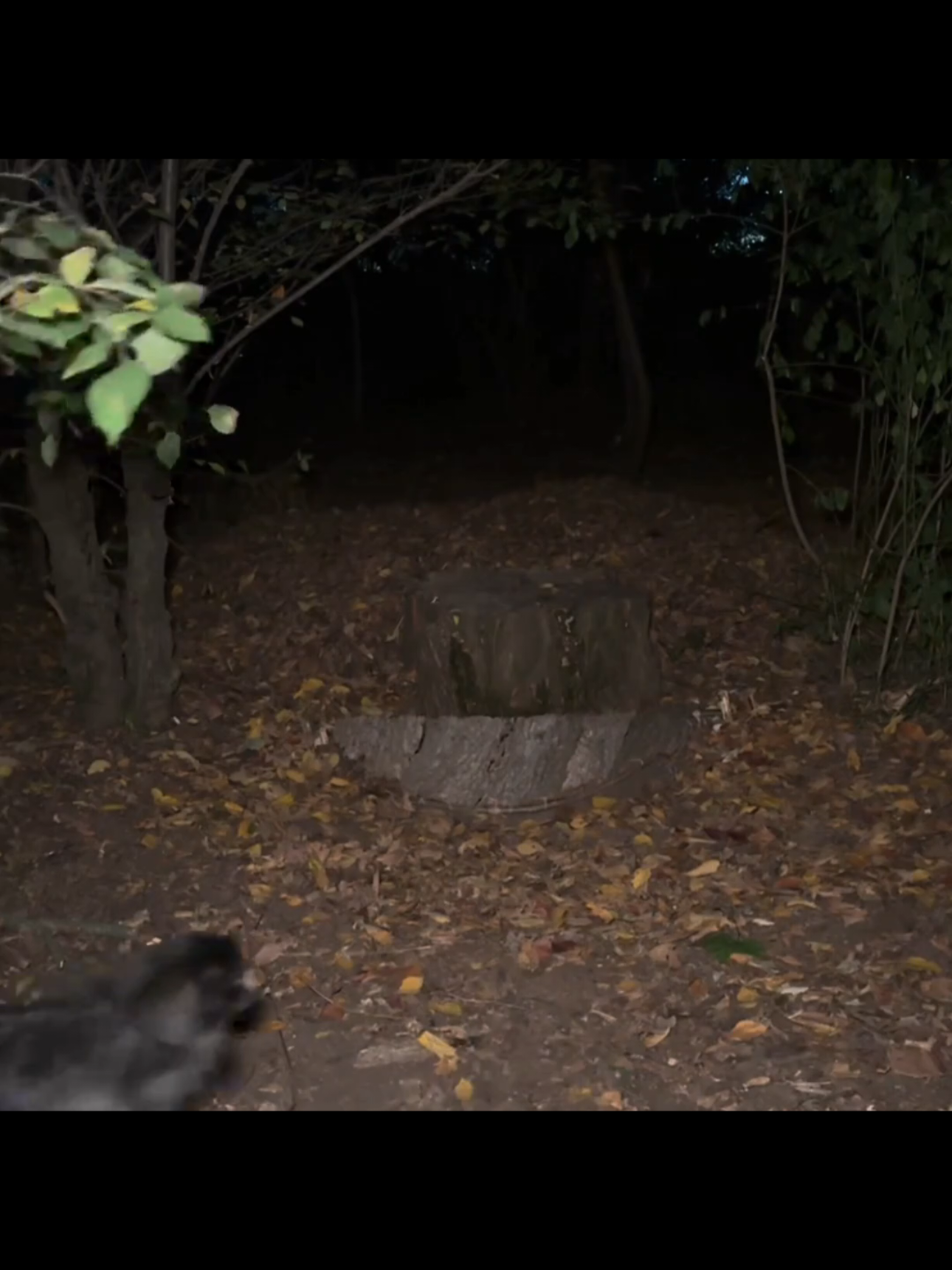 #survival #Outdoors #camping #bushcraft #shelter 