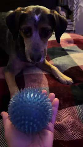 My boy Luke has a laser focus when it Comes to his toys!  #dogmom #furbaby #blueheeler #beagle #foryoupage 