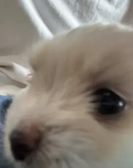 🤩 treasure  #pet #dog #puppy 