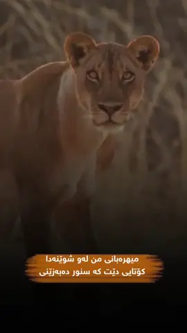 میهرەبانی من لەو شوێنەدا کۆتایی دێت کە سنور دەبەزێنی🐆🖤