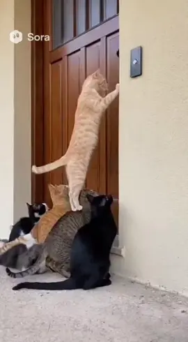 ​