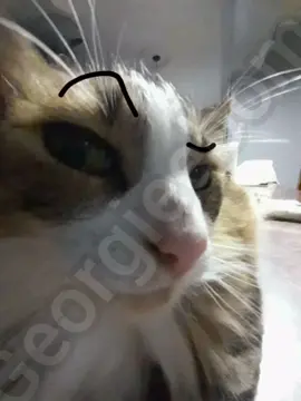 You think a bad day will stop me? #fyp #meme #georgieebom #funny #cat 