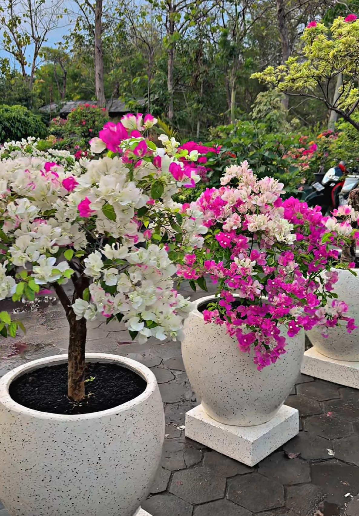 Pesanan juragan ngawi siap di kirim #Bougenville #bougenvilletangerang #bougenvillejakarta #bougenvillesurabaya #bougenvillebekasi #bougenvillebali #bougenvillejogja #bougenvilleponorogo
