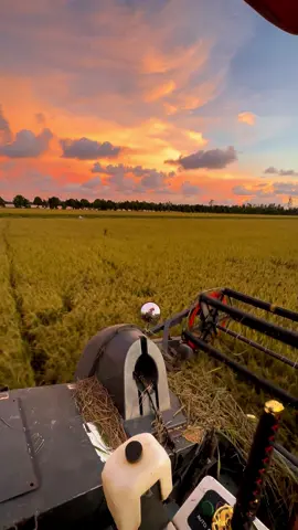 Thương số phận em cô gái quê 😊#xuhuongtiktok #xuhuong #utkhothapmuoi #2008 