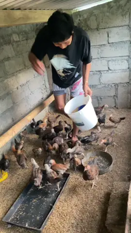 Pengoosan kecer🥲 #pondokdangingamefarm #pdgf #pengoosankecer #fyp 