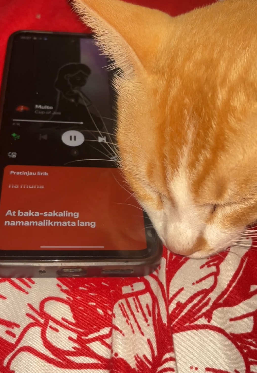 Kucing gw minum molto bjir #multo #kucing #multocupofjoe #galaubrutal #cupofjoe 