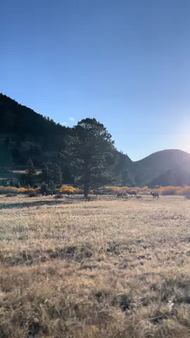 good morning from Rocky Mountain National Park! 💕