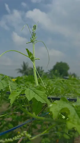 #ปลูกมะระจีนแล้วอยากให้ลูกดก #ลดปัญหาไวรัสยอดแข็งใช่ไหม??  ถ้าใช่ไปดูกันว่าใช้อะไรบ้างเรื่องไวรัส+บำรุง  #แก็งหนูทำได้ #มิสเตอร์จ้าวไก่  #เทรนวันนี้ 