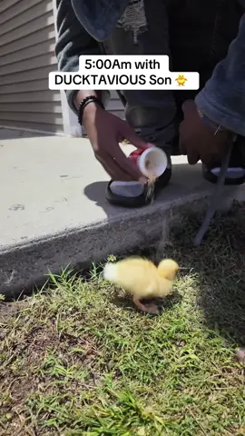 Morning with my newborn duckling 🐥 #asmrsounds #cute #fyppppppppppppppppppppppp  #duckdad #ducklings 
