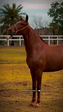 📸 Jovem aposta do @harasagrotexas Jemma LS2 da Agrotexas (Esteio de Três Corações x Onda LS2) #PortalMarchador #MarketingPortalMarchador  #mangalargamarchador #cavalos #fazenda  @portalmarchadoreventos