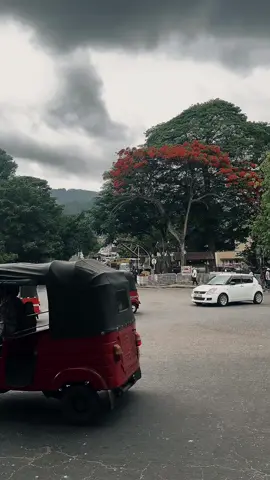 මේ මාවත් දිගේ ඇවිද එකතු කරපු මතක...!😩🤍| Background වීඩියෝ හොයන ඔයාටමයි ලස්සන ළමයෝ මේ video එක.!#tharuupage #backgroundvideo #quotes #sinhalaquotes #creatorsearchinsights 