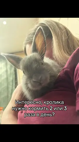 #rabbit #животные #кролик #пушинка 