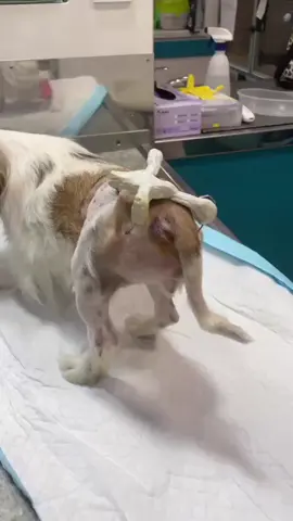 This dog is one of the many animals we rescue in terrible conditions We found him on the streets like this with no help at all and all alone  We have submitted him to the vet for treatment and therapy  He needs your support and prayers 🙏  Please support this little guy's treatment with a donation  #dogsofttiktok #anime #kittens #doglovers #animalsofttiktok 