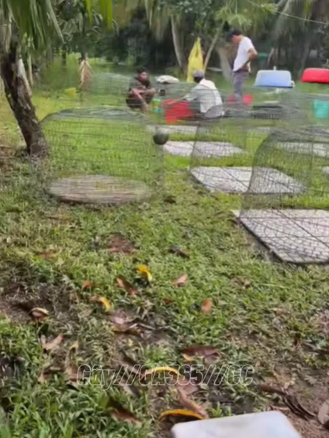 Từ chiều mưa #traigahungcantho #hungct