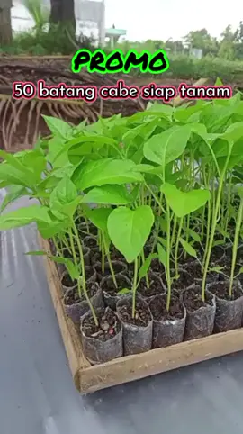 Bibit cabe rawit setan 50 batang siap tanam #bibitcabesiaptanam #berkebundirumahaja #promoguncang1111 