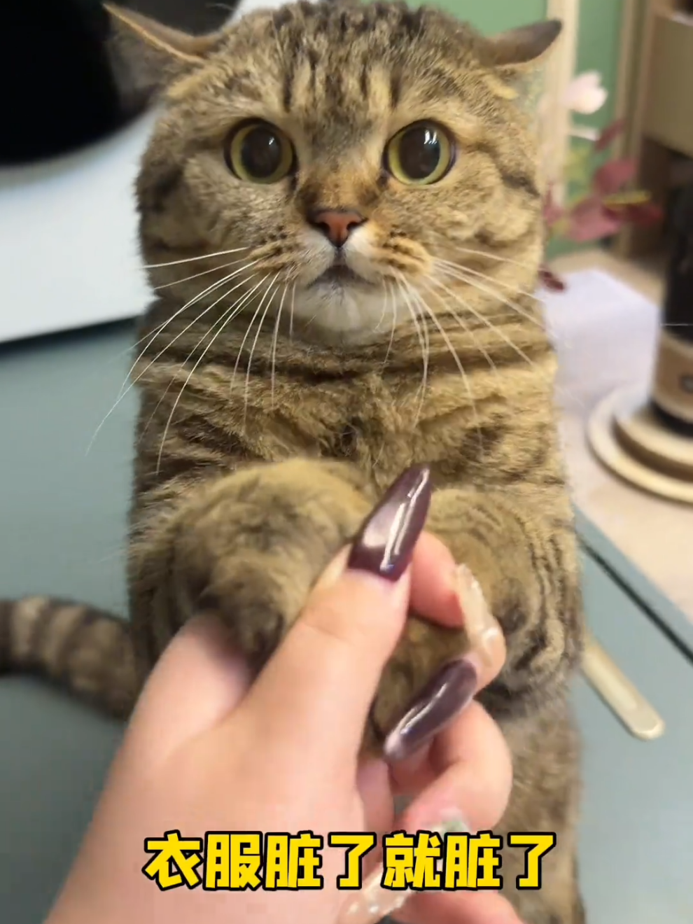 #cat#catsofttiktok#fyp#foryoupage#viral 