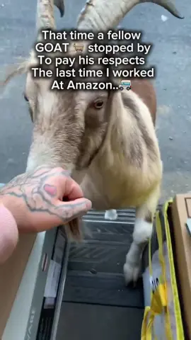 Just a couple goats 🐐 hanging out… nothing to see here. 🐟 #goat #amazon #amazondriver 