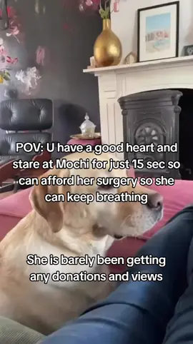 𝗗𝗼𝗻𝗮𝘁𝗶𝗼𝗻 𝗶𝗻 𝗯𝗶𝗼❤️ This is Mochi my little baby, my best friend, my whole world. She was just diagnosed with a life-threatening illness, and without treatment..she won't make it. The vet said we need $4300 to start her care and give her a real chance Watching her get weaker each day is the hardest thing l've ever faced. 1 just want to hold onto her a little longer. Please...if you see this, help us. Even $1 or just a share could save her life, She's only 4 years old ...she still has so much love left to give Help us save Mochi's life. Thank you from the bottom of my heart #savemydog #savemybaby #doglove 