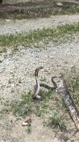 #মেহেরপুর #মজিবনগরের #ছেলে #মালয়েশিয়া_প্রবাসী🇲🇾 