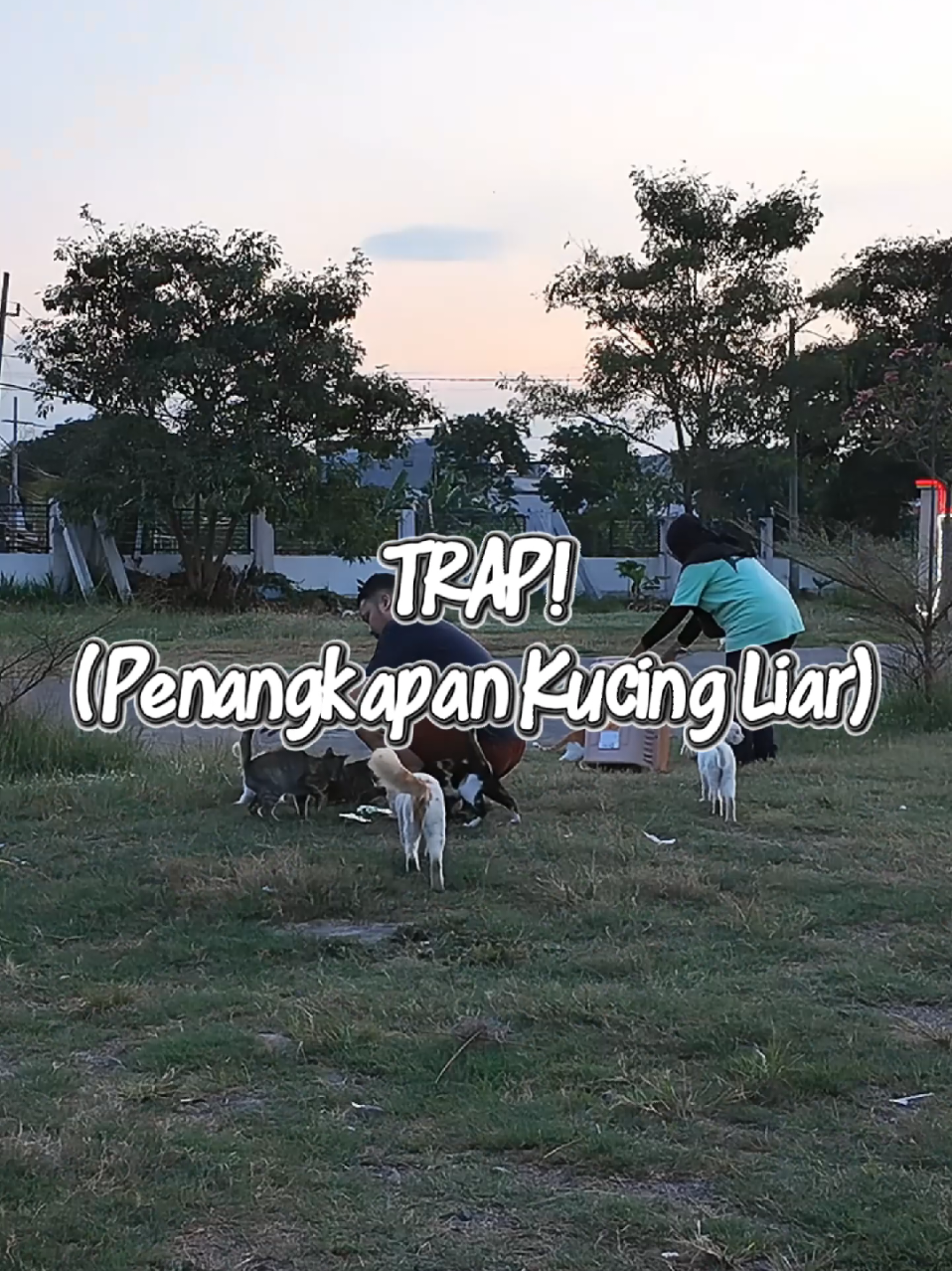 #SterilDropPoint Project by CSS Merupakan kegiatan Trap Neuter Release atau Tangkap Steril Kembalikan/Lepas Liarkan kembali ke habitatnya. Bertujuan untuk mengendalikan populasi kucing liar di suatu wilayah (drop point) agar tidak terjadi lonjakan populasi kucing liar.  Sudah beberapa tahun kami melakukan project ini, namun rasanya tidak pernah usai 🥲. Entah karena kebiasaan masyarakat yang suka membuang kucing di lokasi tertentu, atau masyarakat yang tidak pro steril begitu populasi kucing dirumahnya meningkat, mereka mengurangi jumlah populasinya dengan cara membuang kucing-kucing tsb ke suatu lokasi tertentu. Nah.. kebiasaan ini memicu lonjakan populasi di beberapa tempat, salah satunya drop point kali ini 🐱. Kami akan berusaha semampu kami untuk terus melakukan project ini. Semoga kedepannya, lebih banyak tangan yang membantu atau turut serta dalam project ini, termasuk Dinas Kepemerintahan terkait, agar populasi kucing liar dapat terkendali.  Kami juga berharap kepada masyarakat, atau Cat Owner untuk mengontrol populasi kucingnya dirumah, dengan melakukan sterilisasi. Jangan sampai terlambat dan siklus buang-membuang kucing ini berlanjut 🐱 Yuk!! Bersama-sama menjaga kesejahteraan hewan, mulai dari hewan peliharaan dirumah, lalu menjalar ke hewan liar dilingkungan sekitar 😻  #tnrproject #sterildroppoint #kucingliar #sterilkucing