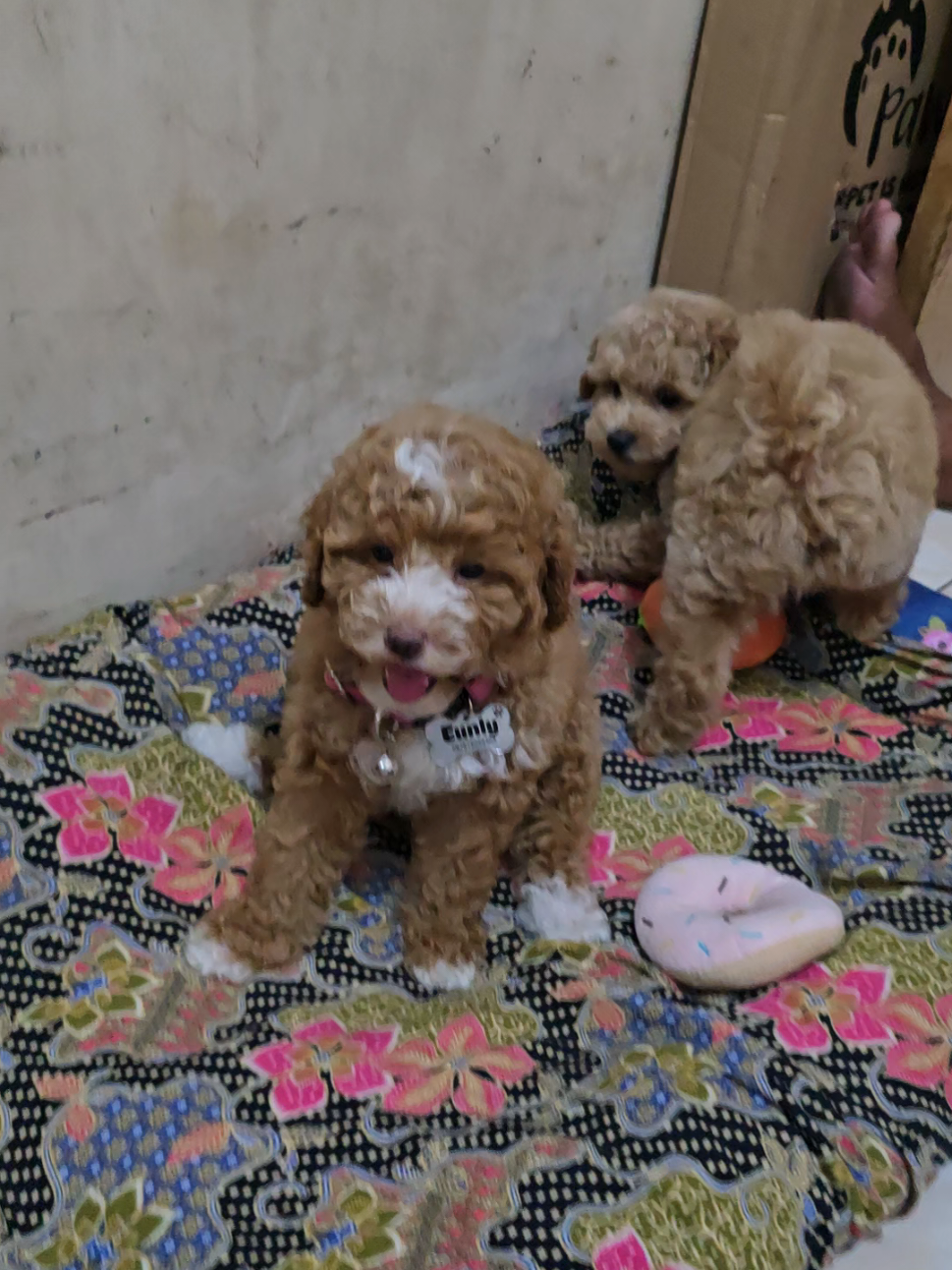 2 bayikk #fyp #puppy #4u #dog #poodle 
