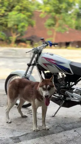 awas anjing galak ⚠️ #satriagarage 