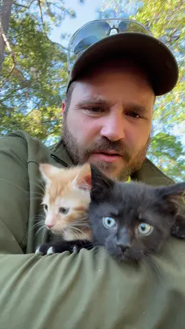 #cat #cats #catsoftiktok #kitten #kittensoftiktok 