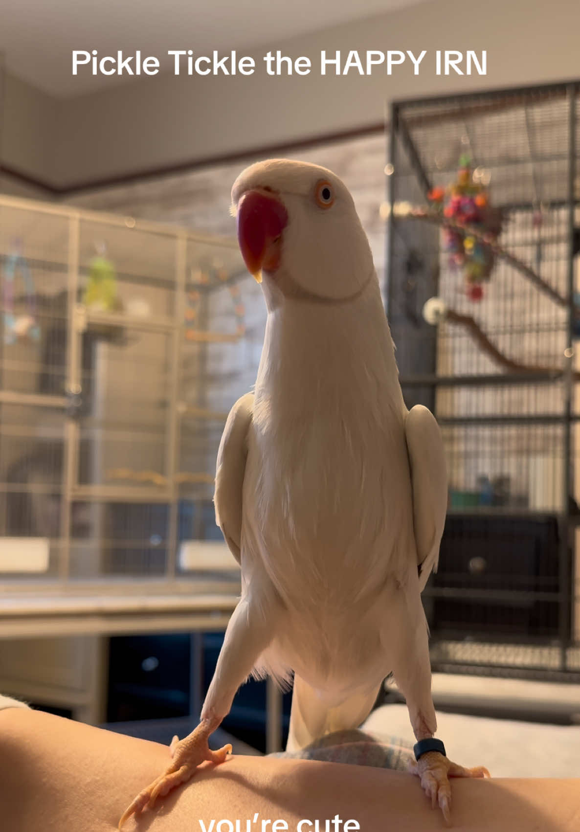 Pickle Tickle the happy Indian Ringneck parrot 💚 Funny talking bird showing his sweet personality and happy sounds! #PickleTickleTheIRN #TalkingParrot #CuteBirds #BirdTok #PetsOfTikTok 