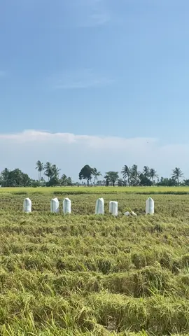 #RARAGROUPFAMILY #rara04 #yanmaraw70v #fypシ゚ #anakpetani 