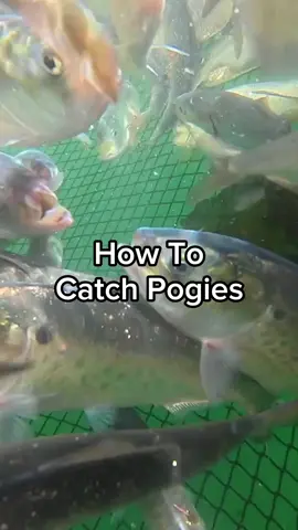 We set the net in a full circle and scoop everything inside. Share this if you’ve never seen how we catch a whole school of fish. #maine #interesting #fishing #seafood #commercialfishing #lobster #lobsterfishing