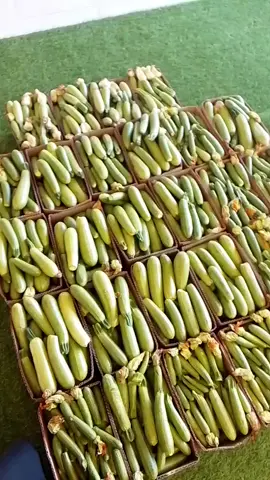 #الشعب_الصيني_ماله_حل😂😂 # حلقه الخضار والفواكه ابو رامي #بلجرسي