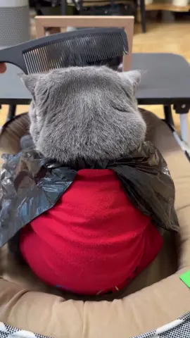 🗣️ : Mau potongan apa mas cing? 😺 : Kaya Jepri Nikol ya bang #kucing #potongrambut 