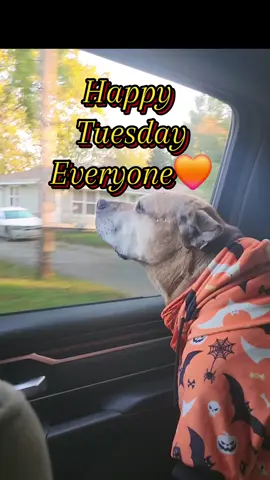 Have a beautiful friends🧡😍🧡#lovemydogs #Puremichigan #bestiesforever #dogsoftiktok #pittiesoftiktok #pittielove #CapCut 