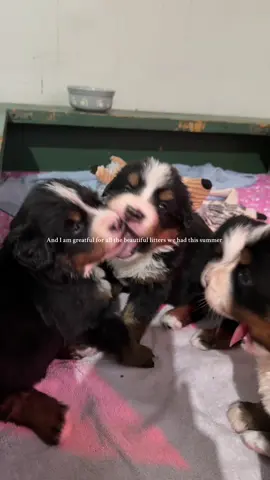 There are so many things to be greatful for this year, our health, our dogs, our family, our friends but most importantly: YOU.  We are endlessly grateful to every single one of you who have opened your homes to a Berner. The love, time and care you all give to each of our babies is incredible to watch. Each message, photo and story fills our hearts with unwavering gratitude and pride.  Thank you for allowing us to do what we do. For supporting us and our dogs through thick and thin. We truly couldn’t do it without you.  Happy Canadian Thanksgiving to all of you!  PS. This is Mylène (Alpenspirit breeder extraordinaire) speaking in the video ❤️🥺