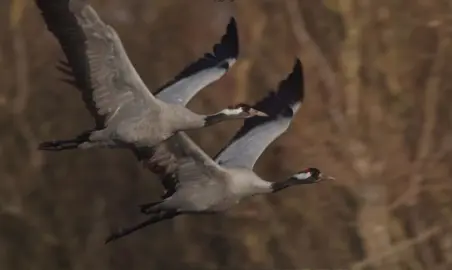 #اكسبلور_مصمم_احترافي_اذا #عجبك#تابعني#فيديوهت #رهيبه🦇🍂🥹🎥 