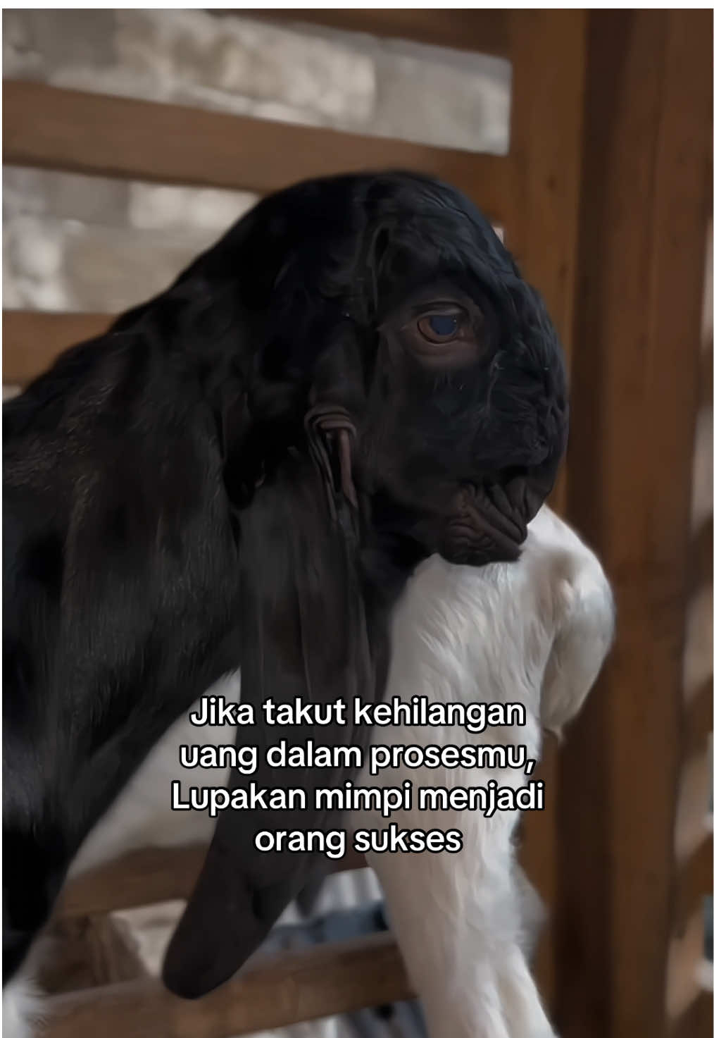 Takut rugi dalam beternak? Maka tidur saja🤭 #peternakmuda #sobatngaret #kambingetawa #peternakkambing #peternakmudaindonesia 