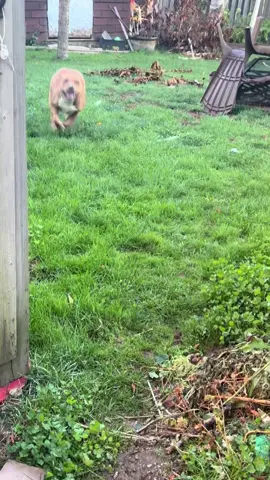 How I broke my mothers 🦴 TIBIA I got the zoomies and ran RIGHT into her knee & took a chunk off her tibia 🤕  No she didn’t fall…my bowling ball head connected in the right spot! Instantly…there was a huge bump! #tibia #fracture #pitbullsoftiktok #dogsofttiktok #bulliesoftikitok @Miley Cyrus 