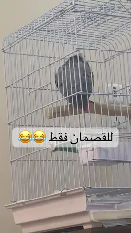 #viralvideo #viral #viraltiktok #اكسبلور #كاسكو 